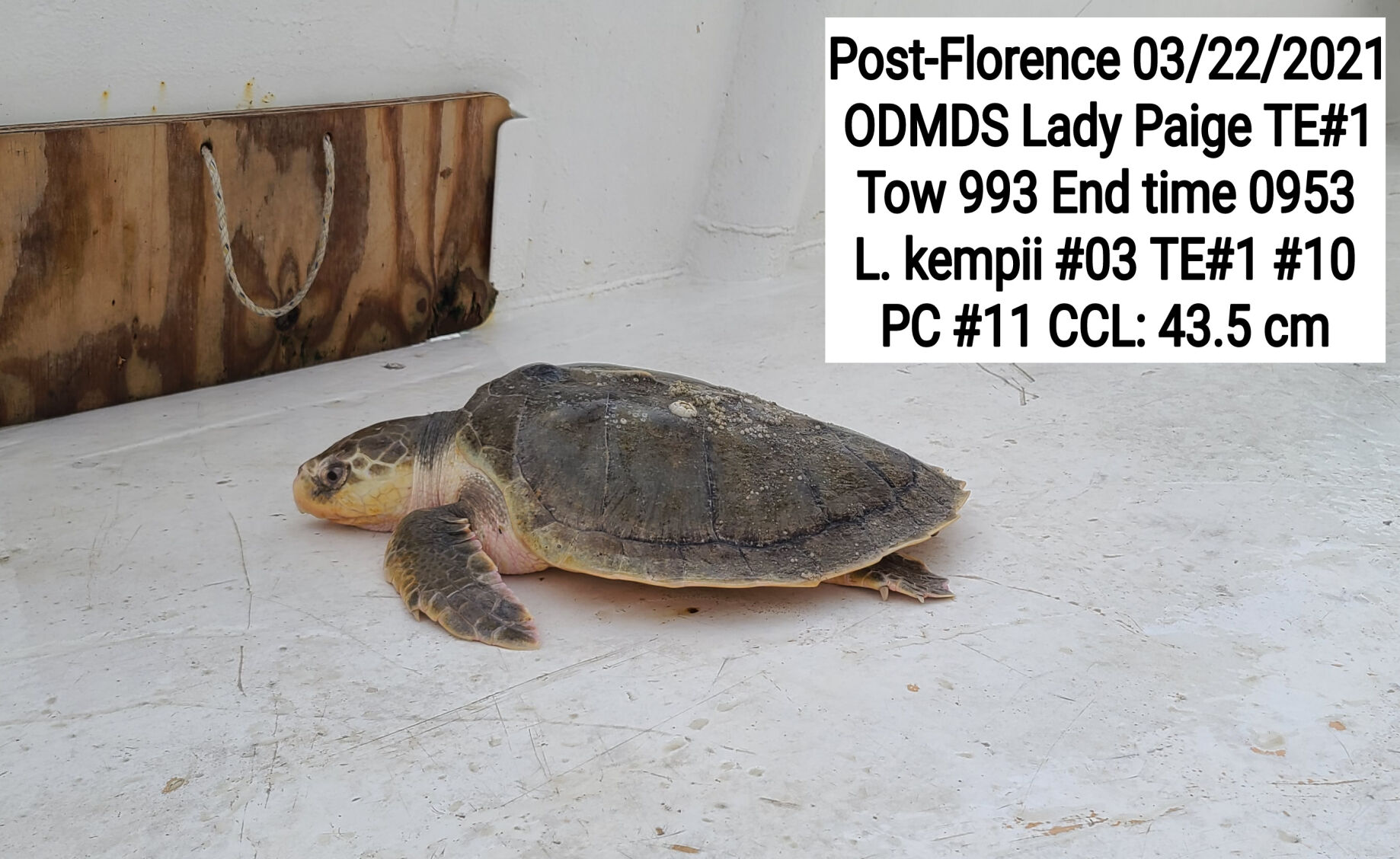 Emerald Isle nourishment project continues over Easter weekend; 1 sea turtle killed